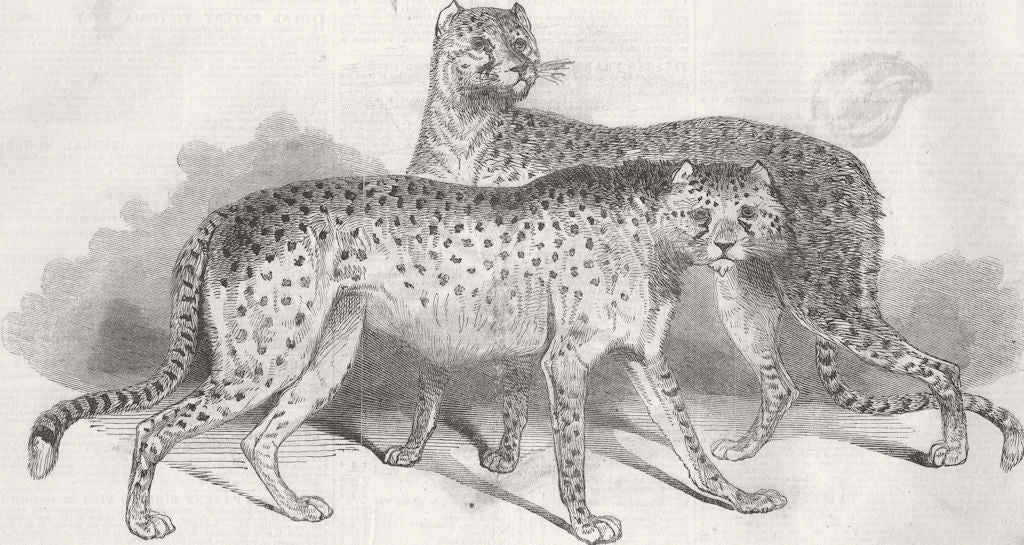 CHEETAHS. The Chetahs(Felis Jubata) 1846 old antique vintage print picture